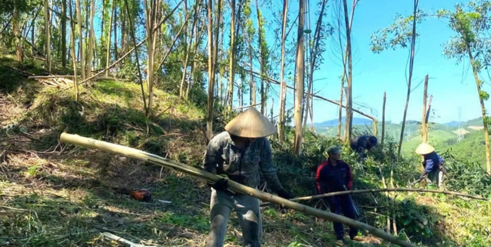 Bà con ở xã Như Xuân khai thác keo.