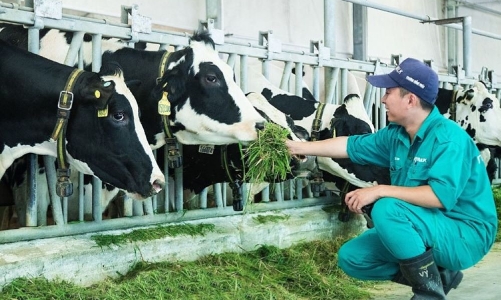 Chăn nuôi bò sữa lao đao, Hội Chăn nuôi gửi công văn “kêu cứu”