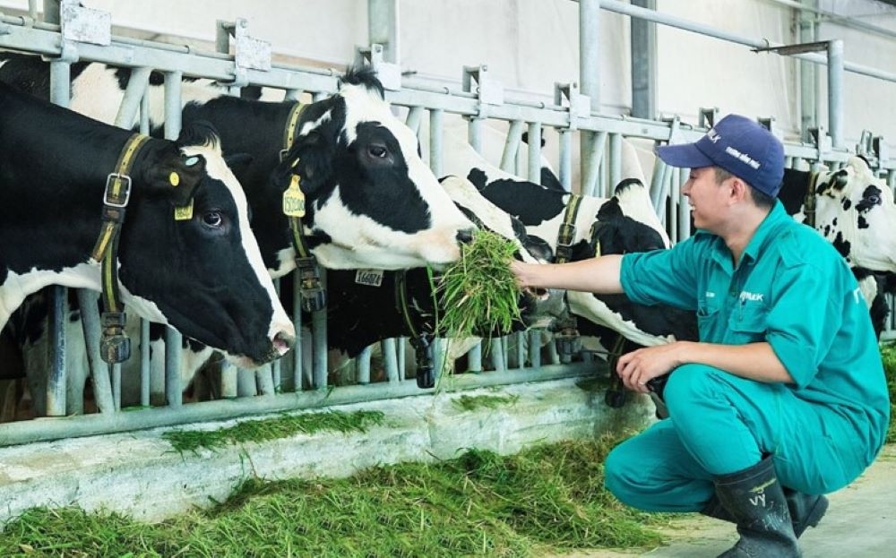 Mặc dù năng suất sữa tăng, nhưng số lượng bò nuôi lại suy giảm