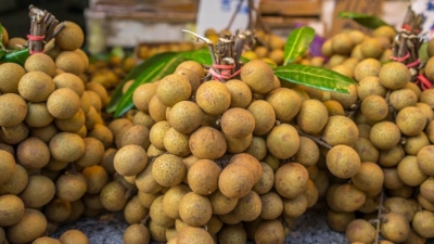 Hung Yen expects a bumper longan crop of over 50,000 tons
