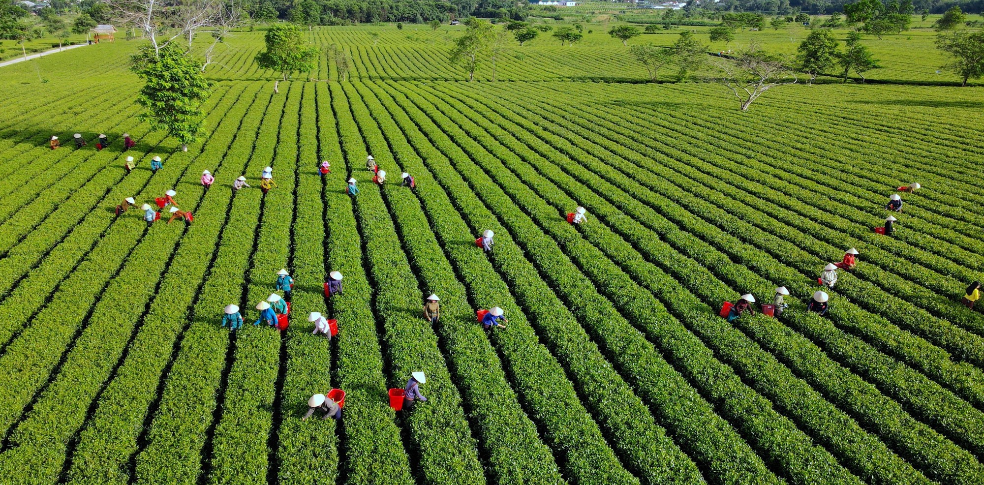 Sơn Kim 2 là vùng sản xuất chè công nghiệp có diện tích lớn nhất tỉnh Hà Tĩnh với hơn 400 ha. Ảnh: Hoài Nam