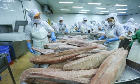 Xuất khẩu cá ngừ sẽ khó cán đích 1 tỷ USD