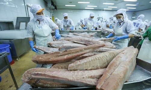 Xuất khẩu cá ngừ sẽ khó cán đích 1 tỷ USD