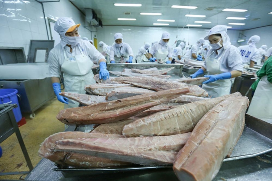 Xuất khẩu cá ngừ của Việt Nam có xu hướng giảm tại các thị trường lớn.