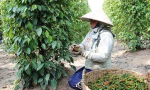 Xuất khẩu hạt tiêu vượt 1 tỷ USD