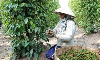 Xuất khẩu hạt tiêu vượt 1 tỷ USD
