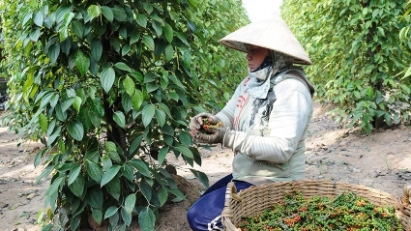 Xuất khẩu hạt tiêu vượt 1 tỷ USD