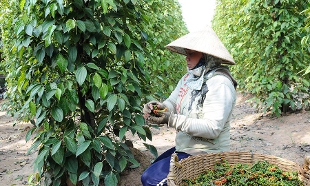 Xuất khẩu hạt tiêu vượt 1 tỷ USD