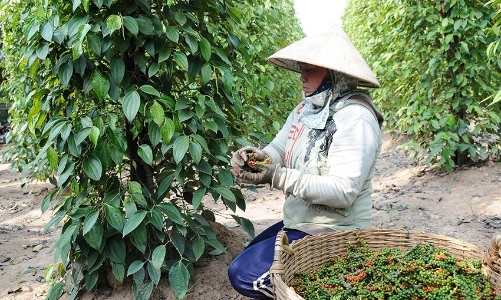 Xuất khẩu hạt tiêu vượt 1 tỷ USD