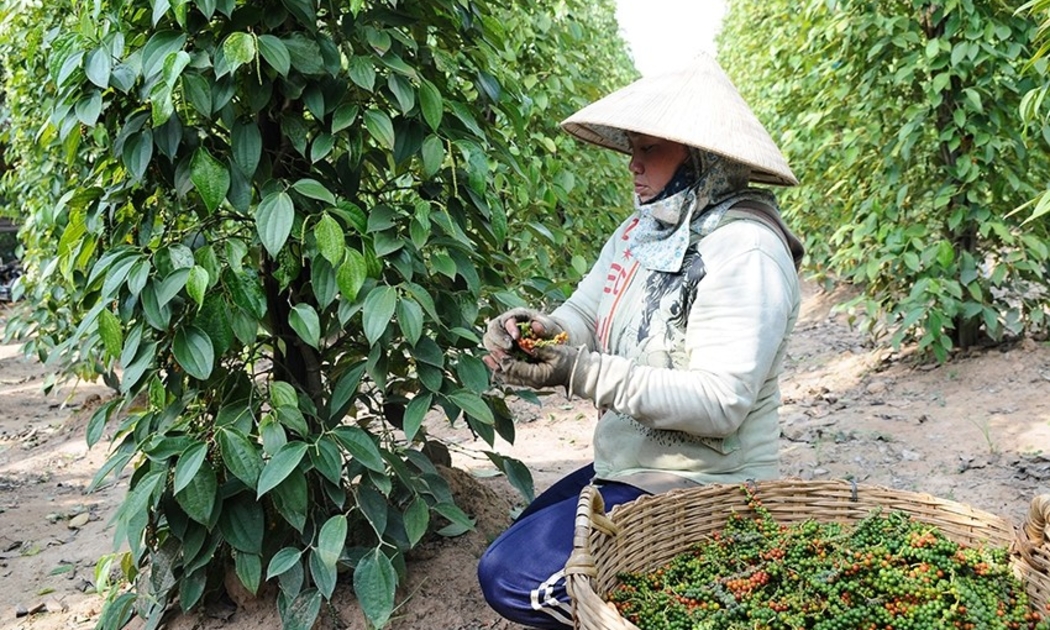 Nông dân vẫn kỳ vọng giá hạt tiêu sẽ tiếp tục tăng thêm nữa.