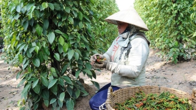 Vietnam's pepper exports surpass $1 bln