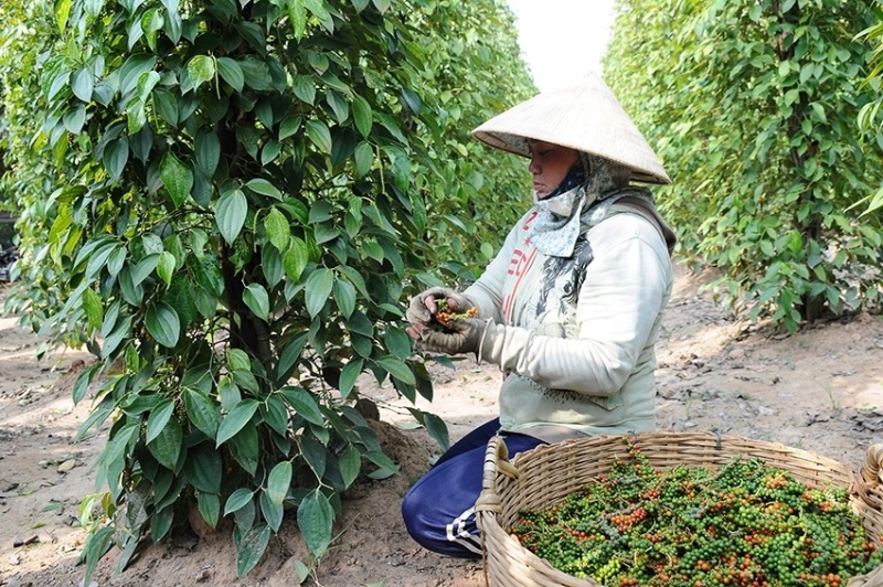 Vietnam's pepper exports surpass $1 bln