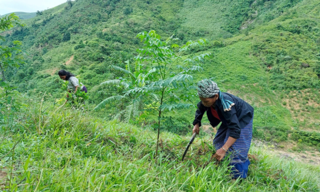 Phụ nữ đồng bào dân tộc thiểu số ở xã Dân Hóa phát triển kinh tế rừng trồng. Ảnh: X.P