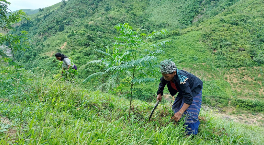 Phụ nữ đồng bào dân tộc thiểu số ở xã Dân Hóa phát triển kinh tế rừng trồng. Ảnh: X.P