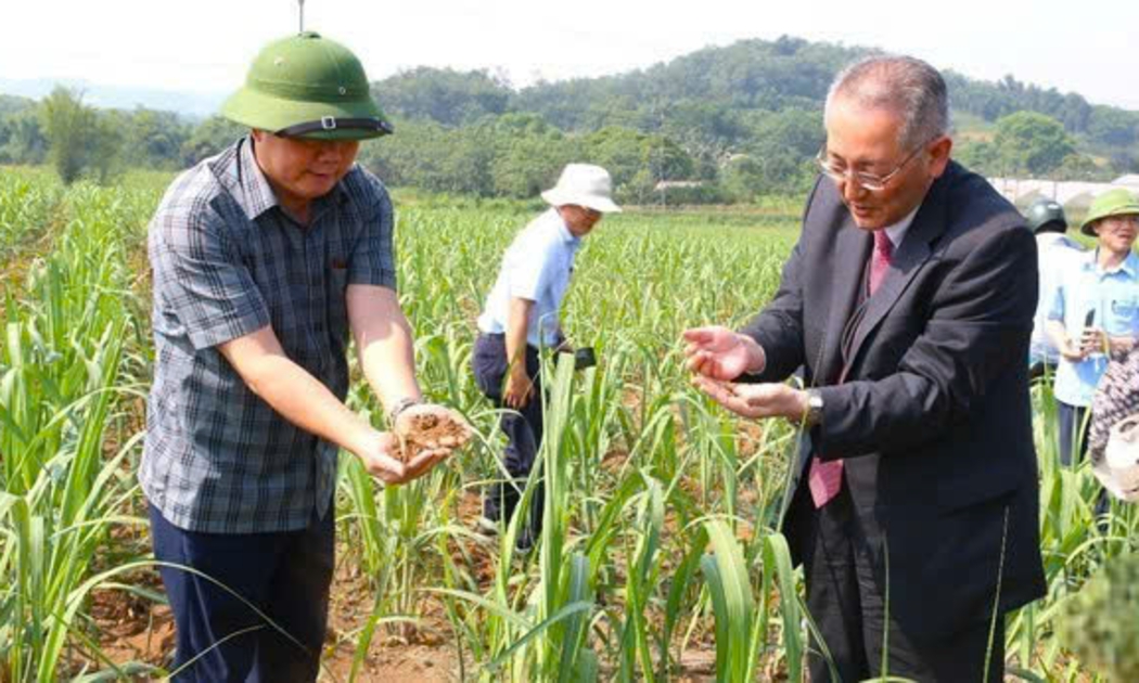 Chuyển đổi xanh trên cây mía ở Lasuco.