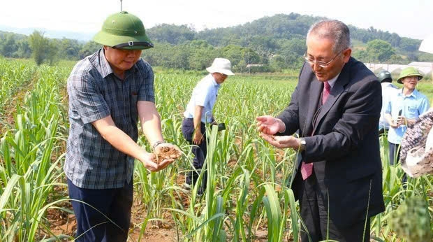 Chuyển đổi xanh trên cây mía ở Lasuco.