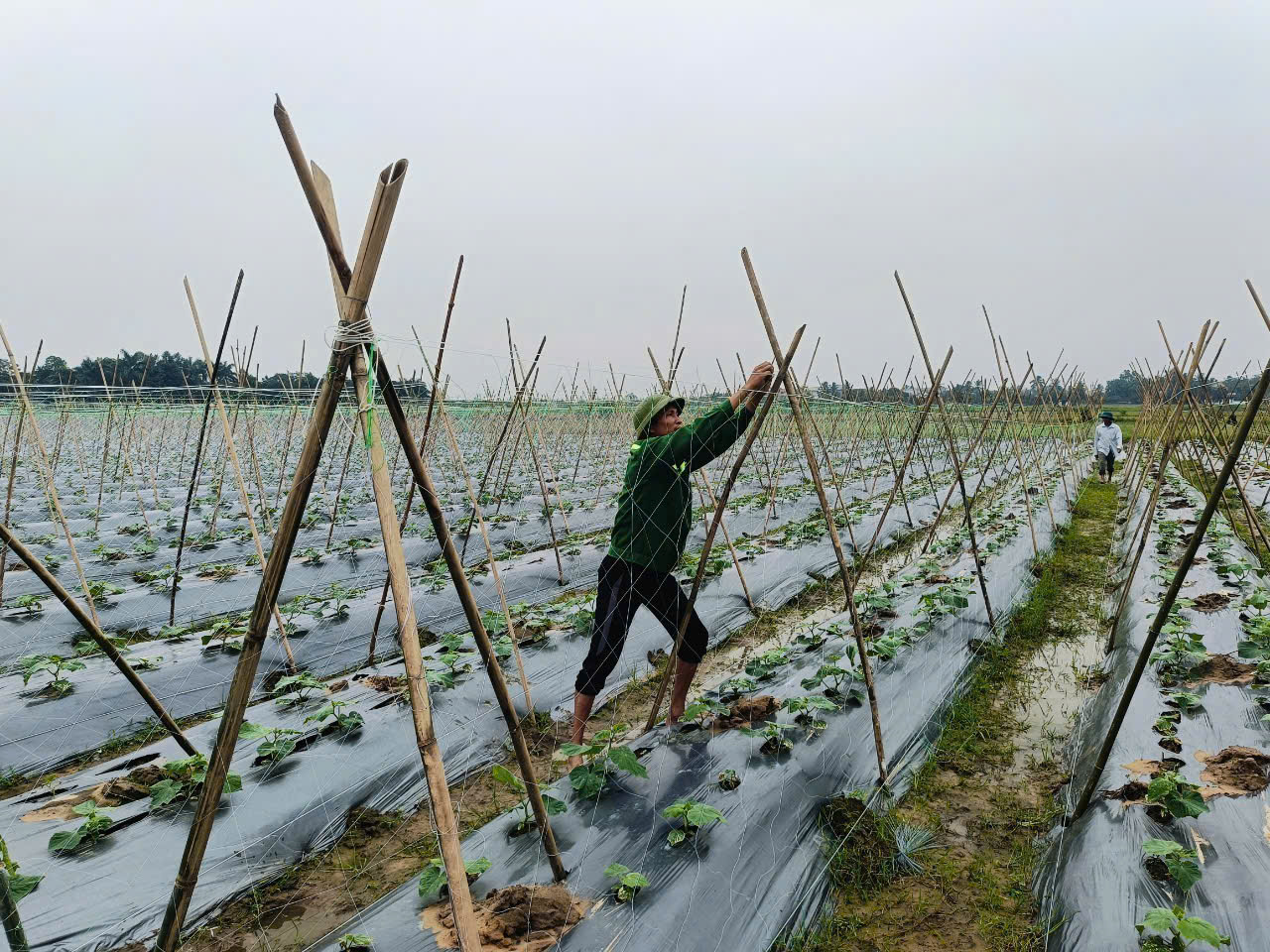 Người nông dân trên cánh đồng canh tác hữu cơ.