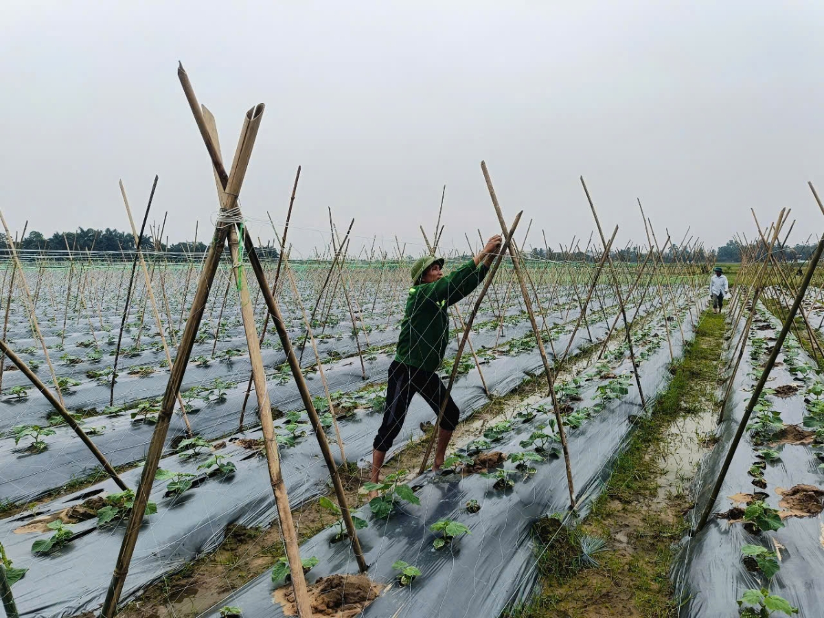 Người nông dân trên cánh đồng canh tác hữu cơ.