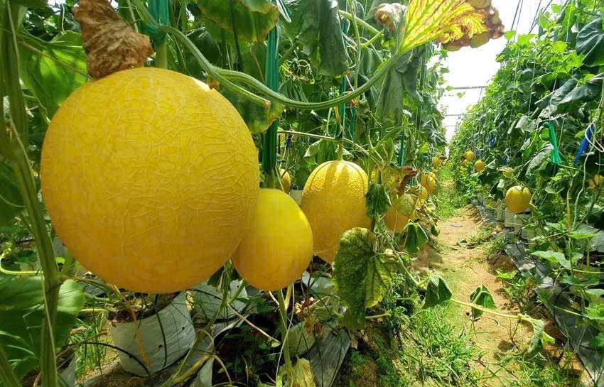 Mô hình trồng dưa lưới an toàn ở Thanh Hóa.