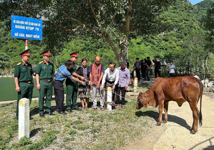 Tại Quảng Trị, bò giống sinh sản đã giúp các hộ nghèo nâng cao đời sống. Ảnh: TTXVN