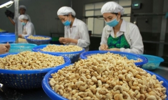 Kim ngạch xuất khẩu hạt điều tăng mạnh nhờ giá bán tăng cao