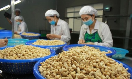 Kim ngạch xuất khẩu hạt điều tăng mạnh nhờ giá bán tăng cao