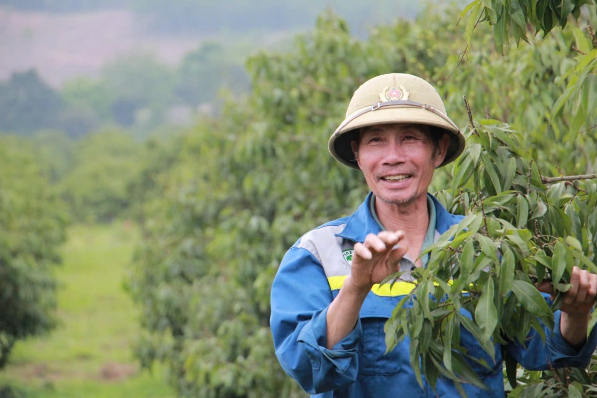 Sản phẩm vải ngọc không hạt ở nông trường Sông Âm.