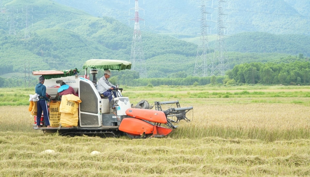 Nông dân tại xã Phú Lộc (thành phố Huế) khẩn trương thu hoạch lúa trong ngày 23/8 để tránh bão số 5. Ảnh: Văn Dinh.