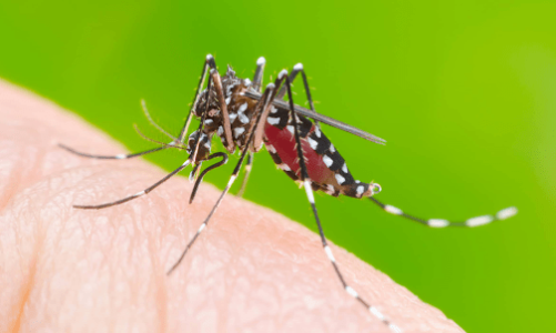 Việt Nam chưa ghi nhận ca mắc Chikungunya