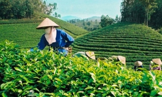 Sản xuất hữu cơ: Hướng đi bền vững của ngành chè Việt Nam