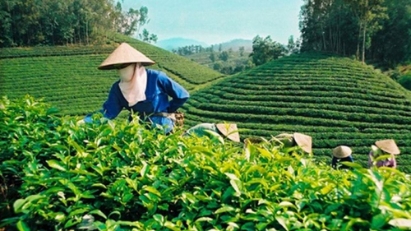 Sản xuất hữu cơ: Hướng đi bền vững của ngành chè Việt Nam