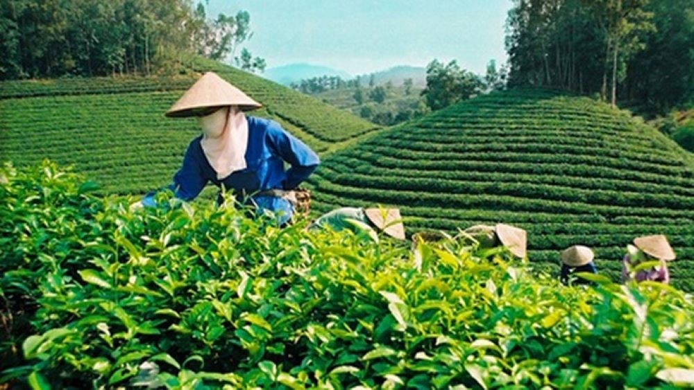 Canh tác chè theo quy trình hữu cơ là hướng đi tất yếu của ngành chè.