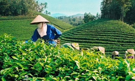 Canh tác chè theo quy trình hữu cơ là hướng đi tất yếu của ngành chè.