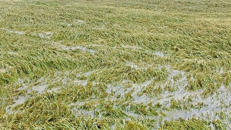 Do ảnh hưởng của bão số 5, nhiều cánh đồng lúa ở các xã: Cẩm Xuyên, Cẩm Hưng, Thiên Cầm, Cẩm Bình, Yên Hòa, Tứ Mỹ, Đức Thịnh, Thạch Hà... bị đổ ngã. Nhiều cánh đồng lúa đang trong giai đoạn chín tới và chuẩn bị thu hoạch đã bị ngâm ngập trong nước.