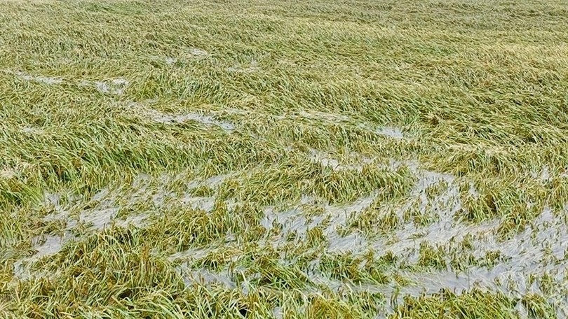 Do ảnh hưởng của bão số 5, nhiều cánh đồng lúa ở các xã: Cẩm Xuyên, Cẩm Hưng, Thiên Cầm, Cẩm Bình, Yên Hòa, Tứ Mỹ, Đức Thịnh, Thạch Hà... bị đổ ngã. Nhiều cánh đồng lúa đang trong giai đoạn chín tới và chuẩn bị thu hoạch đã bị ngâm ngập trong nước.