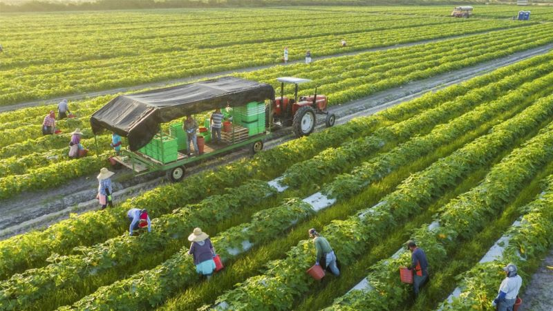 Dự án về nông nghiệp xanh do ACIAR tài trợ trị giá 2,1 triệu đô la Úc. Ảnh minh họa.