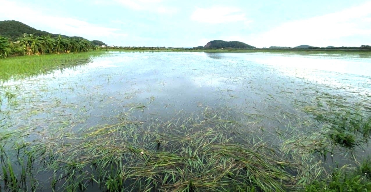 Nhiều diện tích lúa bị ngập trắng