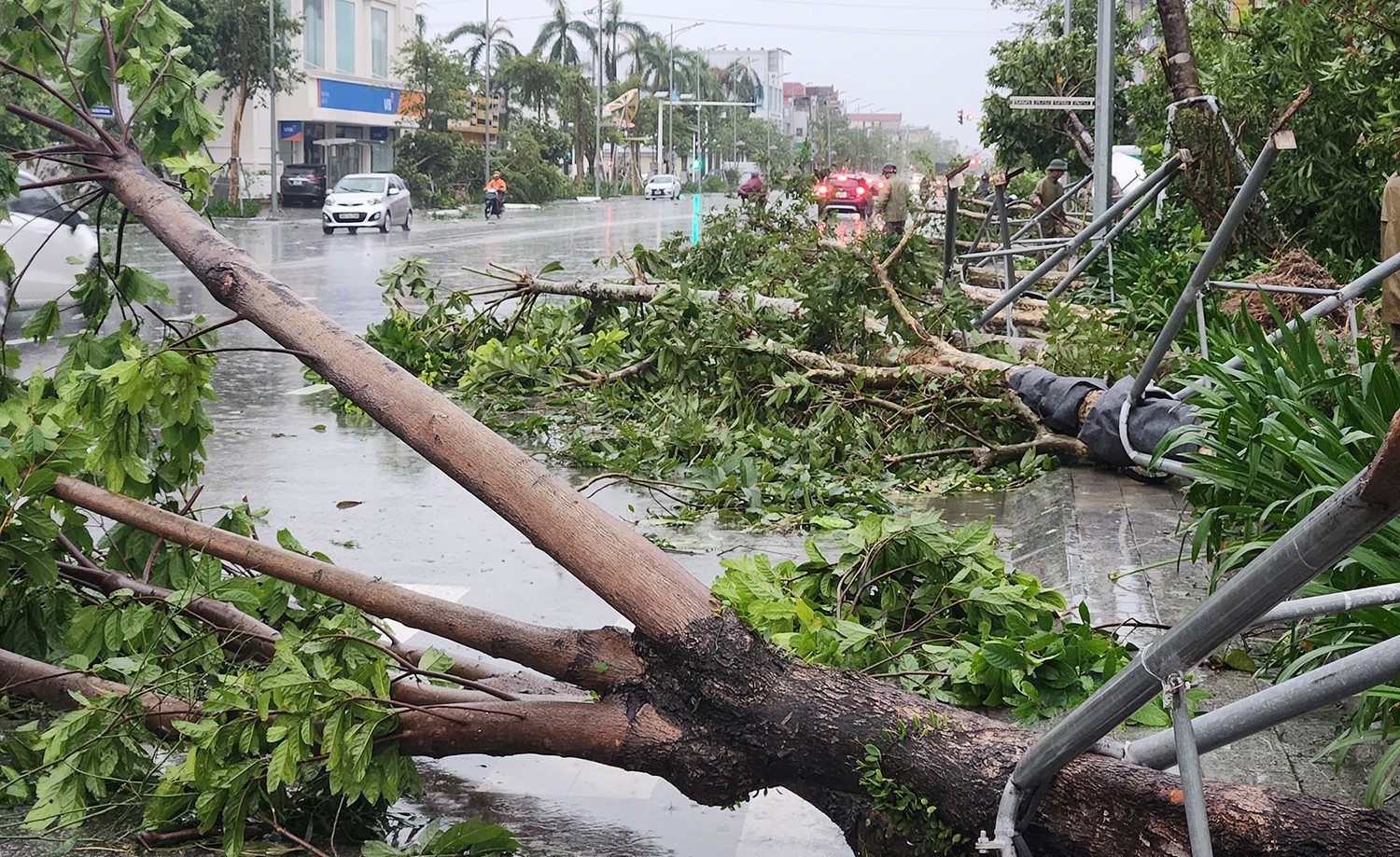 Loạt cây xanh tại phố Phan Đình Phùng, Hà Tĩnh bị bật gốc