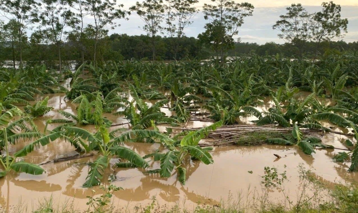 Nhiều diện tích cây trồng bị hư hại