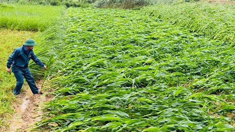 Bão số 5 gây thiệt hại nặng nề trên địa bàn tỉnh Hà Tĩnh.&nbsp;Nhiều diện tích hoa màu ở các địa phương miền núi Hà Tĩnh bị đổ rạp.