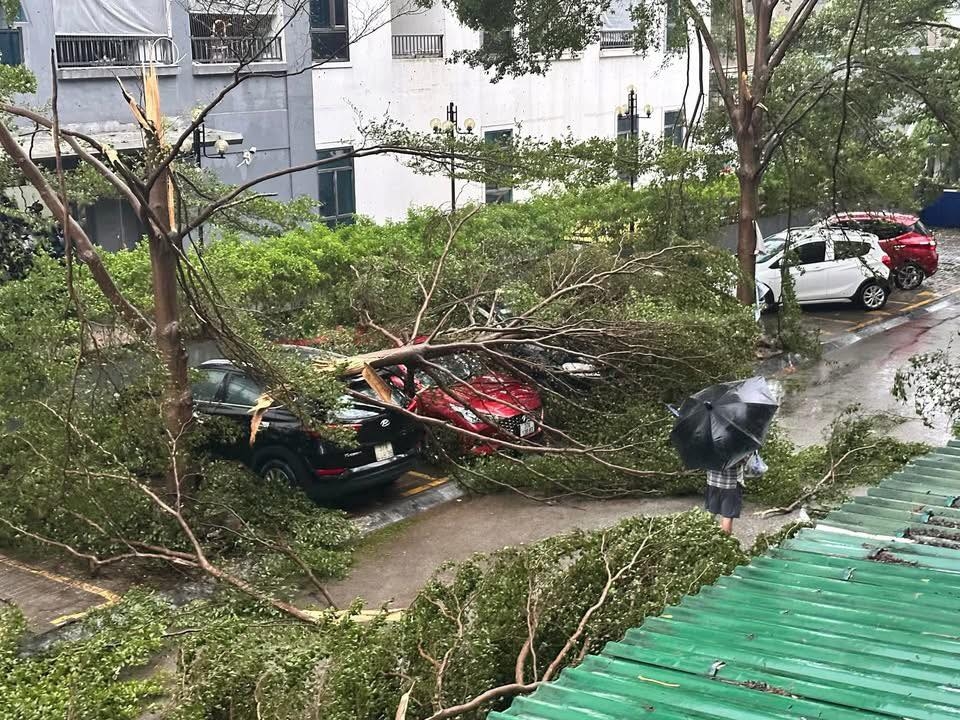 Cây gãy đổ đè lên ô tô tại một chung cư thuộc khối 2, phường Vinh Hưng (Nghệ An).
