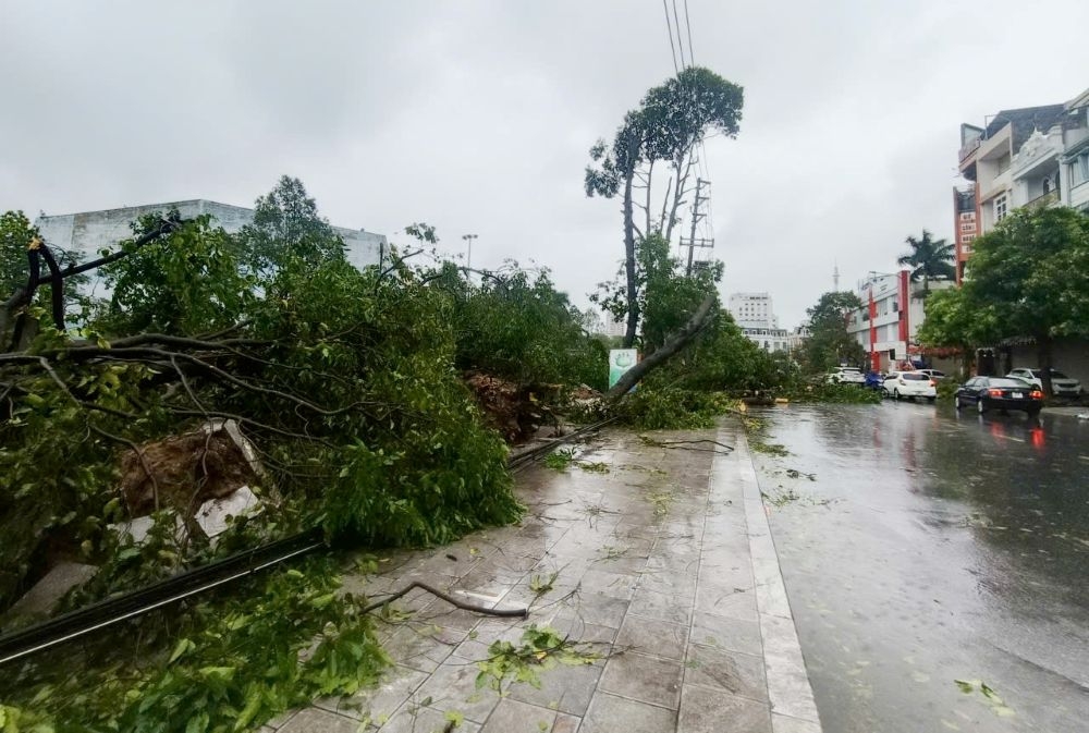Do ảnh hưởng của bão số 5, hàng loạt cây xanh ở phường Hạc Thành (phường trung tâm của tỉnh Thanh Hóa) bị gãy đổ.