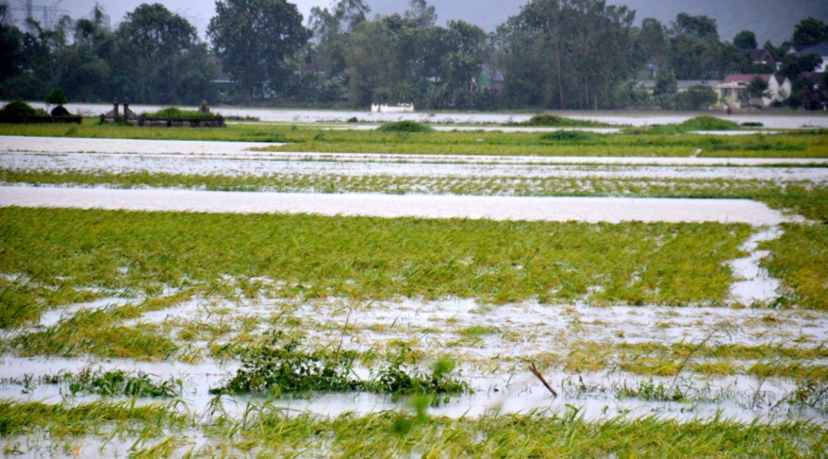 Nhiều diện tích lúa hè thu gần đến ngày thu hoạch cũng bị ngập sâu trong nước. Trong ảnh: Cánh đồng lúa hè thu của xã Vân Tụ ngập nước trong sáng 26/8. Ảnh: Xuân Hoàng