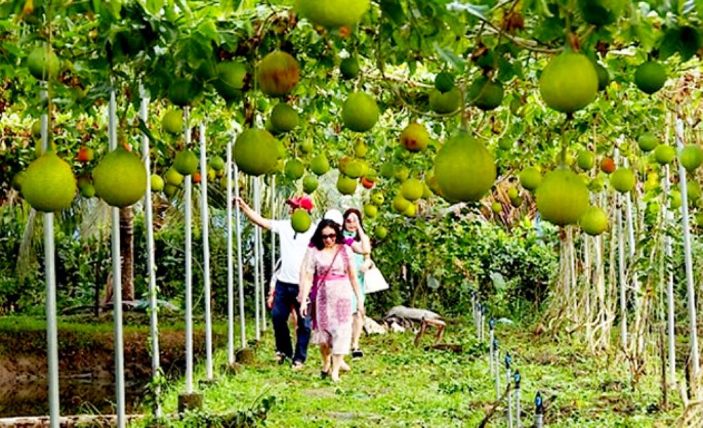 Một mô hình nông nghiệp sinh thái tại An Giang mang lại lợi ích kép về kinh tế, môi trường

