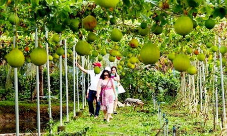 Một mô hình nông nghiệp sinh thái tại An Giang mang lại lợi ích kép về kinh tế, môi trường
