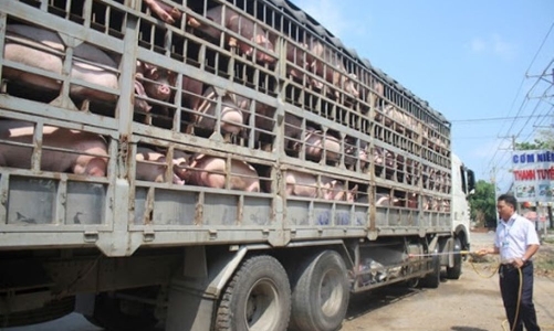 Hợp nhất quy định về kiểm dịch động vật trên cạn