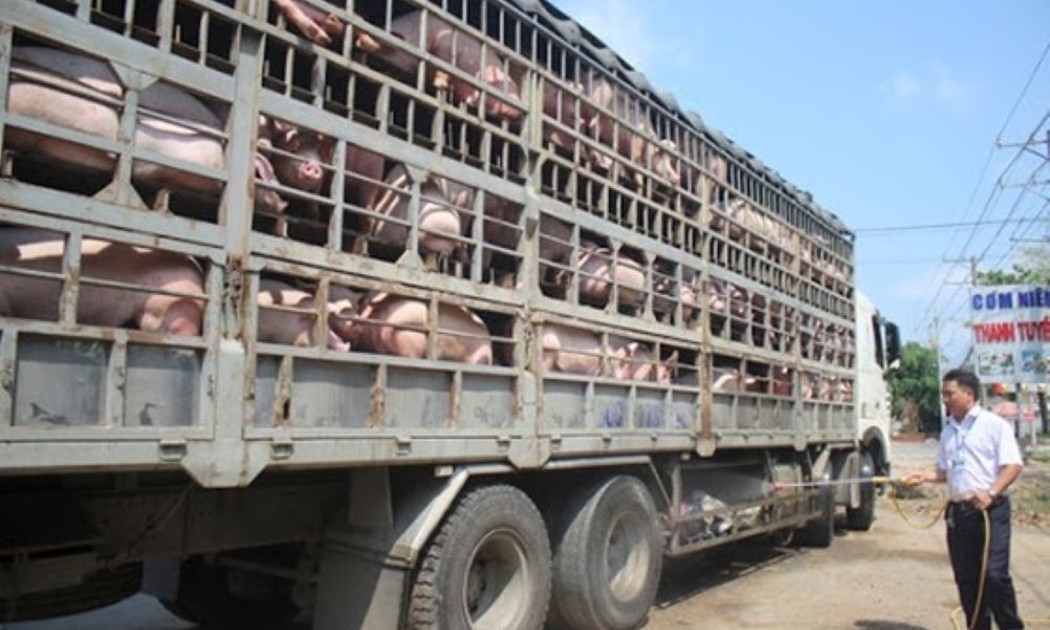 Vận chuyển động vật ra khỏi địa bàn tỉnh phải thực hiện kiểm dịch.