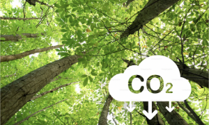 Kinh nghiệm cho Việt Nam từ cải cách thị trường carbon Kazakhstan 