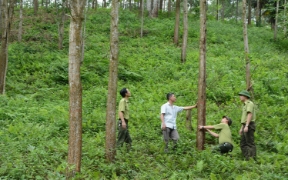 Các tỉnh Bắc Trung Bộ đang đẩy mạnh trồng rừng gỗ lớn