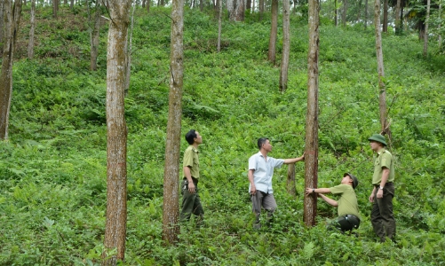 1 triệu tấn carbon vùng Bắc Trung Bộ được chuyển nhượng theo Thỏa thuận ERPA